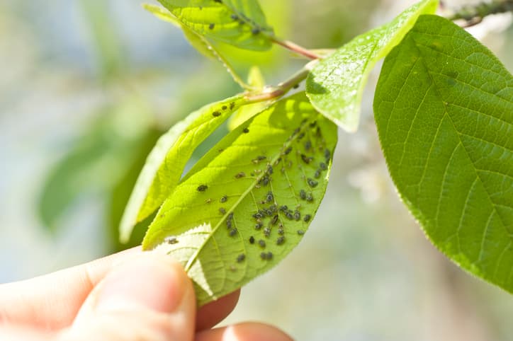 Aphids - Identify & Eliminate - American Arbor Care