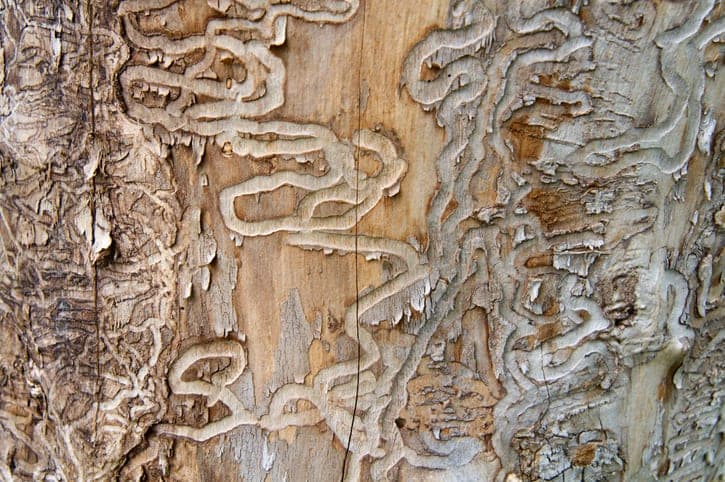 Emerald Ash Borer
