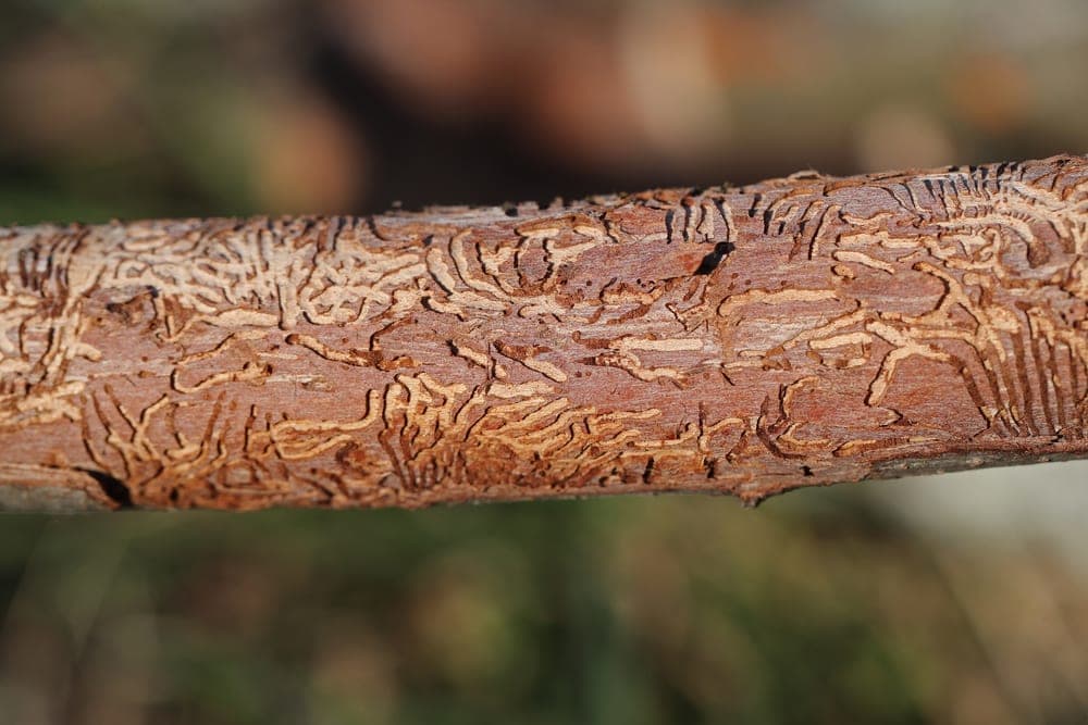 Dutch Elm Disease Treatment