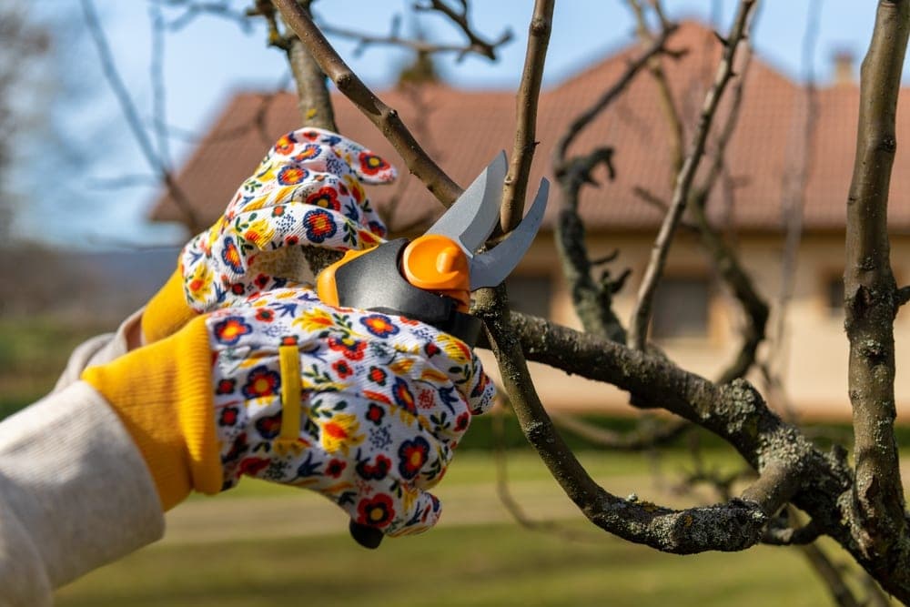 Tree Pruning Denver