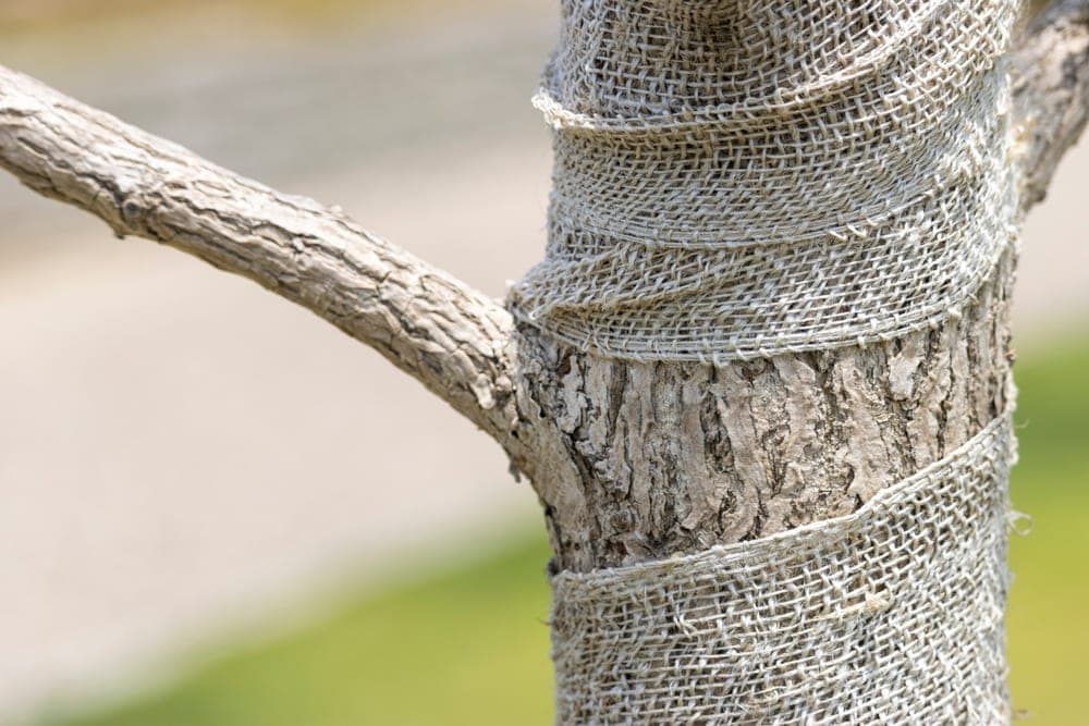 Tree Trunk Wrap