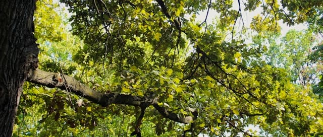 White Oak