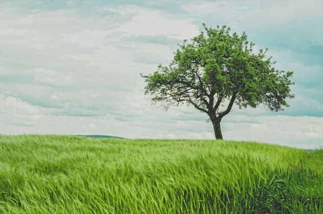 Ash tree