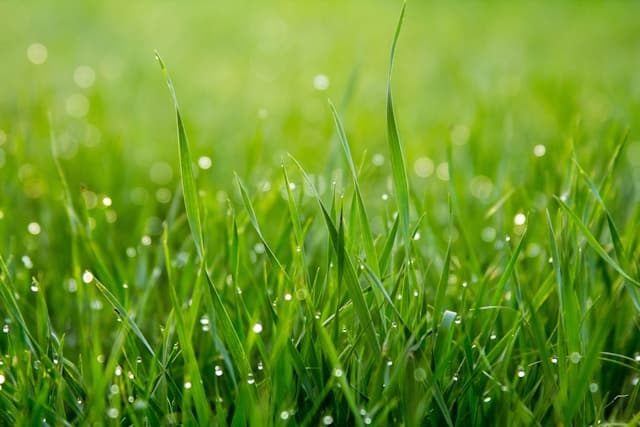 Dewdrops on green grass blades