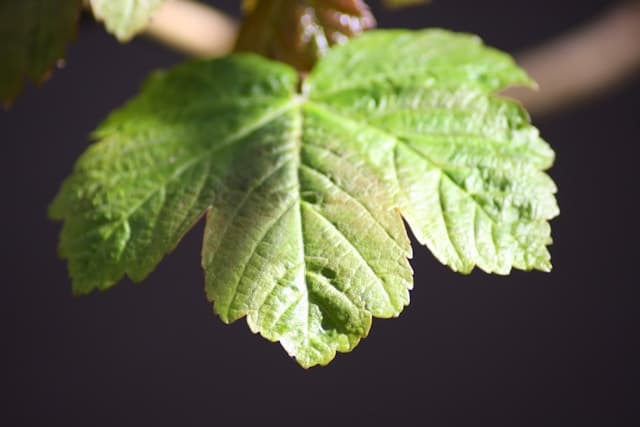 Oak Leaf