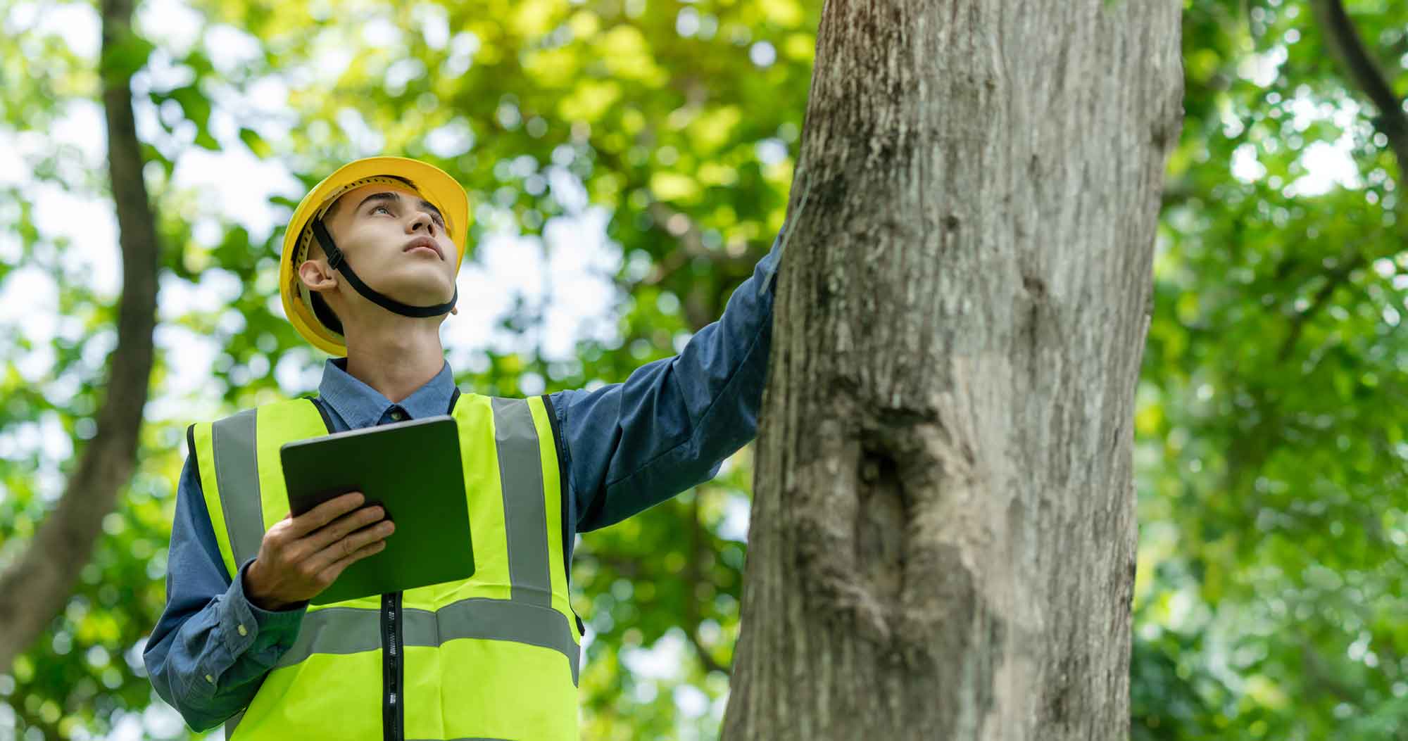 Worker with a hard hat and tablet examining a tree trunk