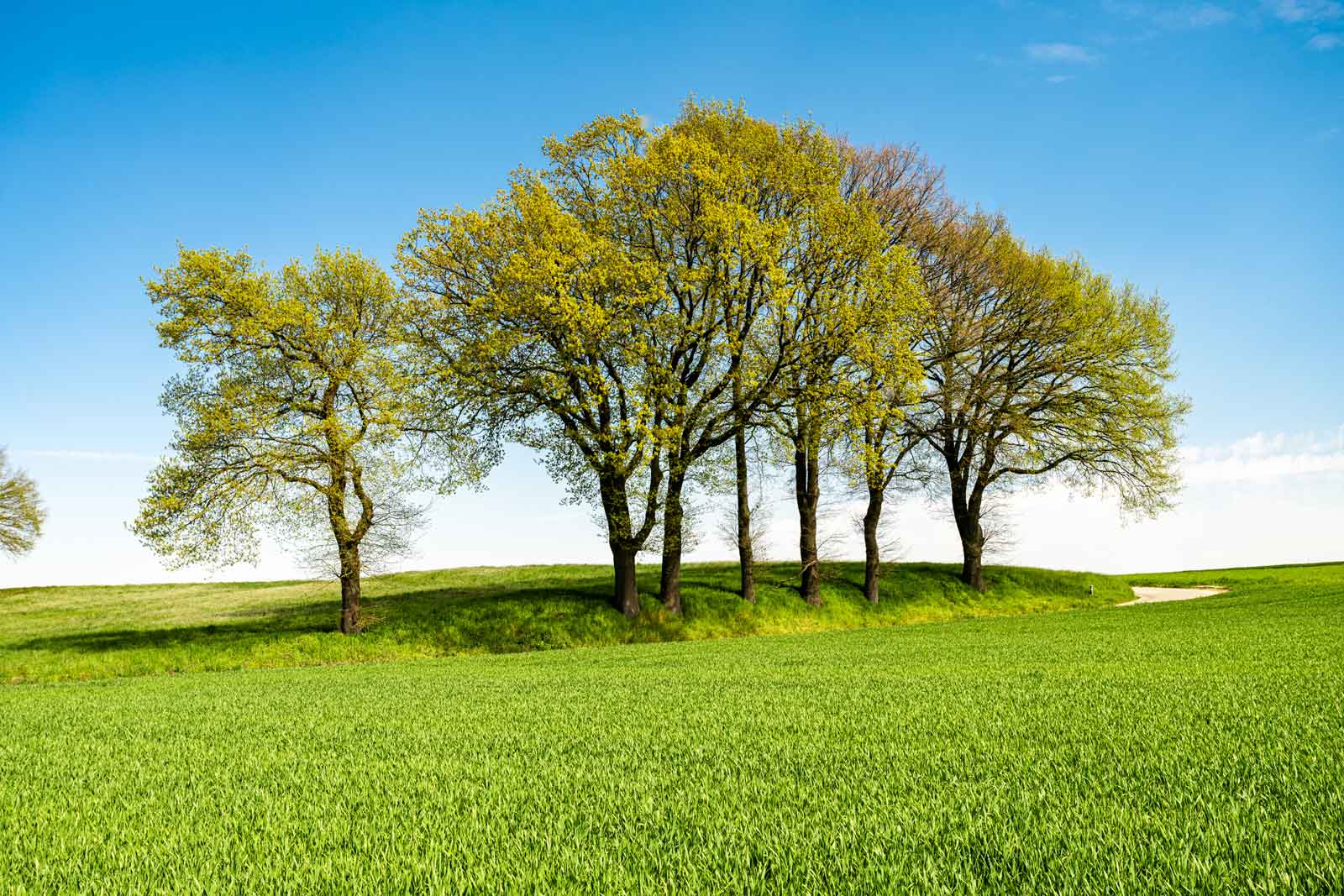 Common Tree Diseases Throughout Denver and the Front Range