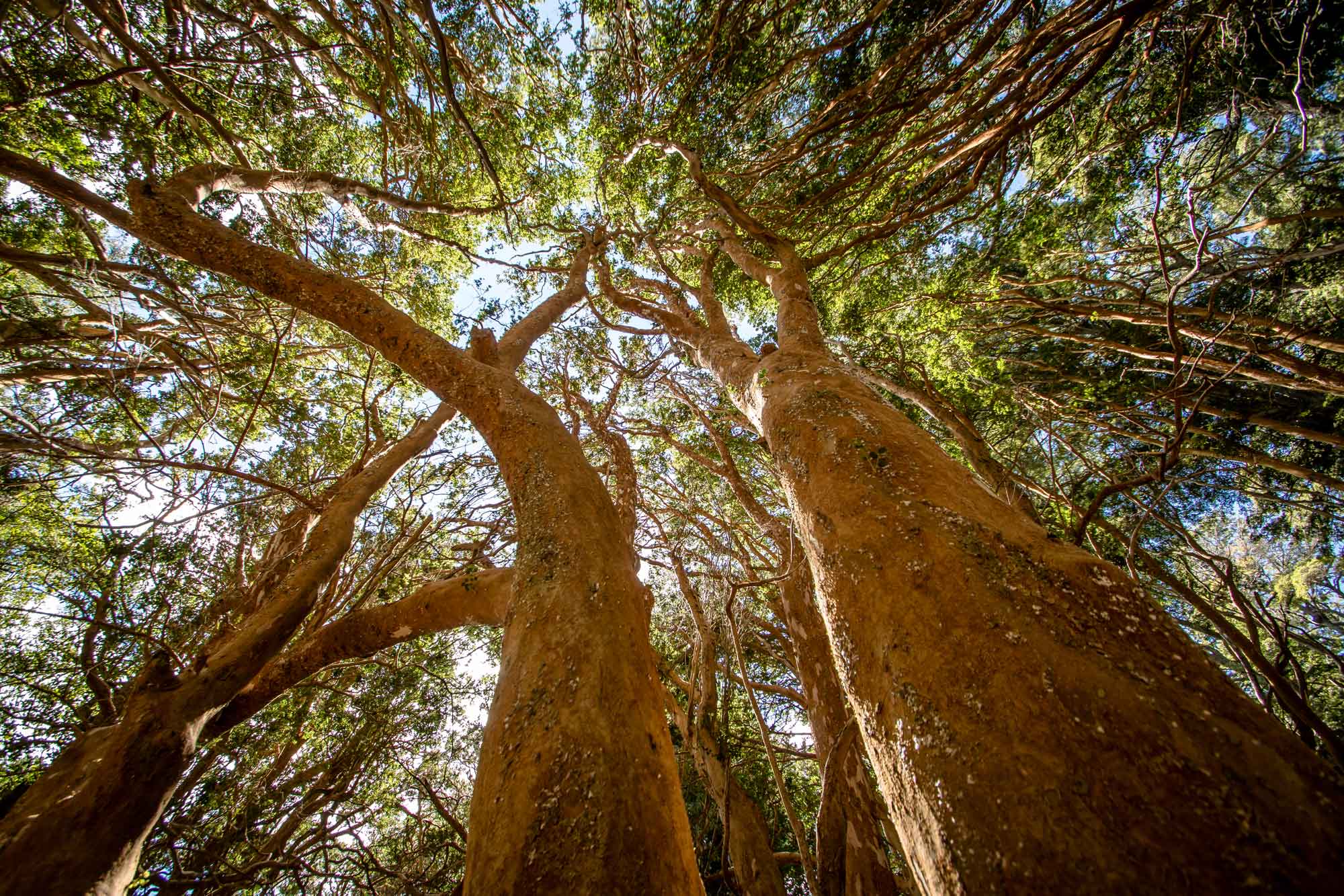 Healthy soil around a tree