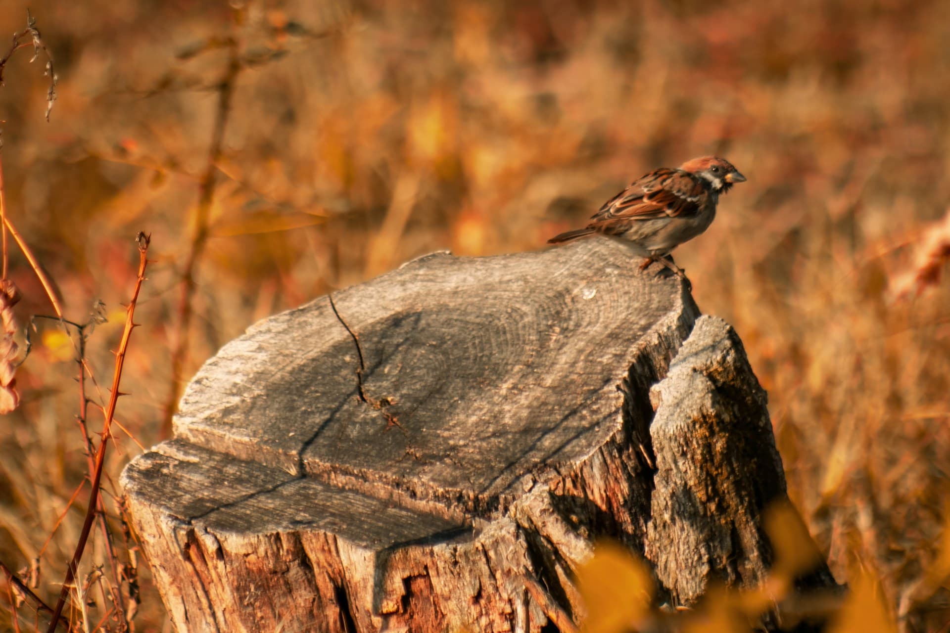 Cut stump with rough bark in autumn light