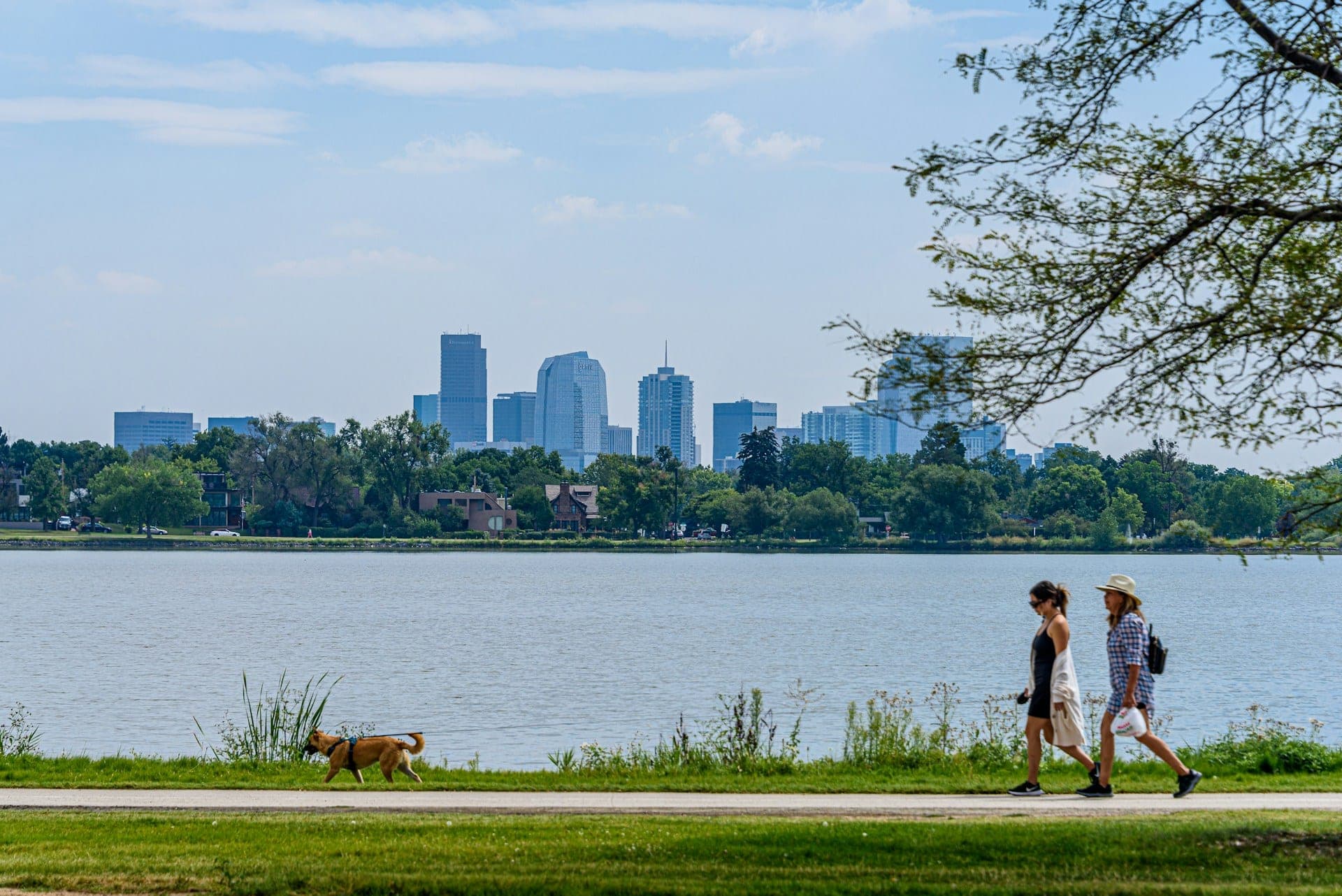 Best Trees For Denver