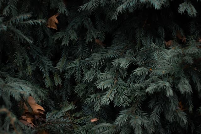 Evergreen tree care
