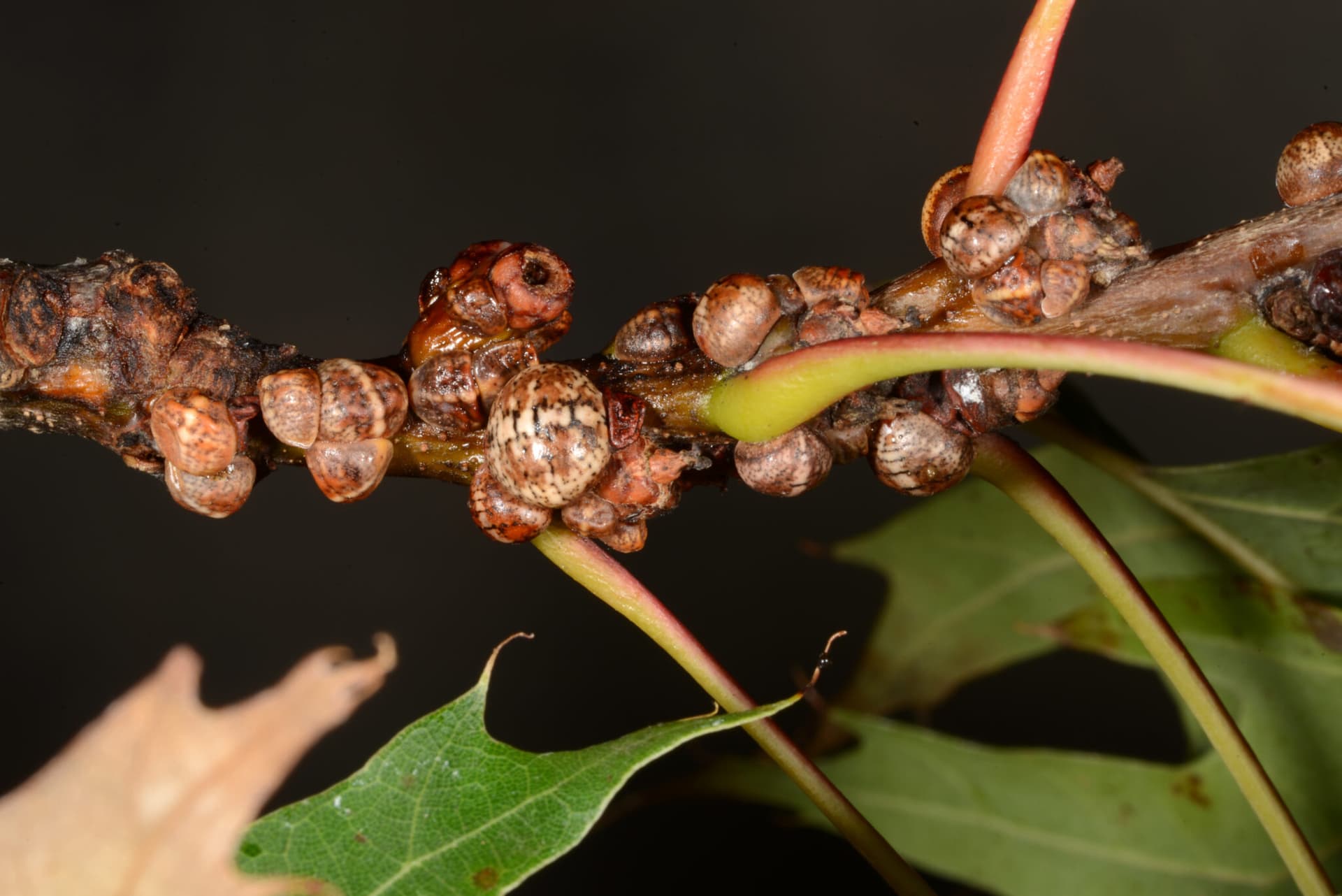 Kermes scale on an oak twig