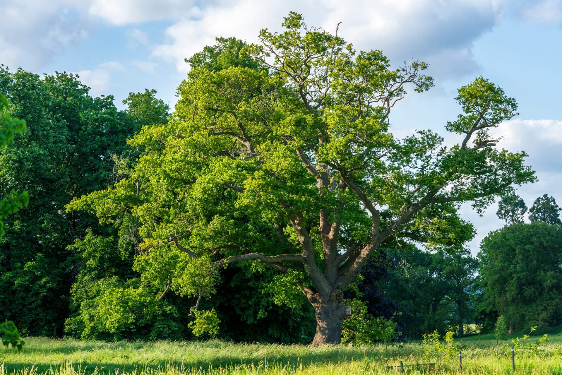 Large mature tree with a broad green canopy