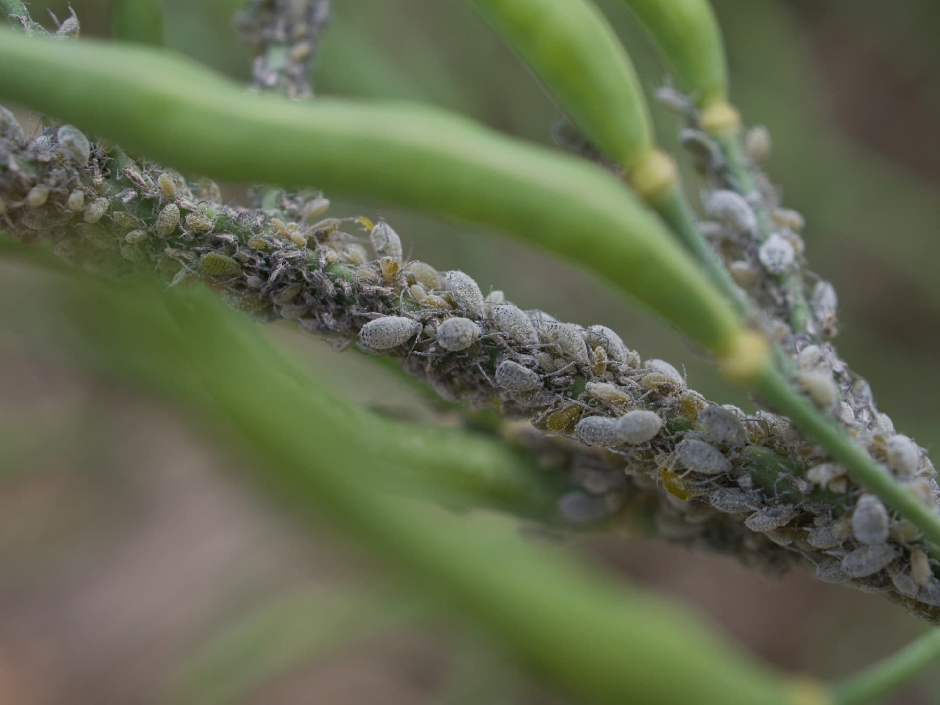 Aphids