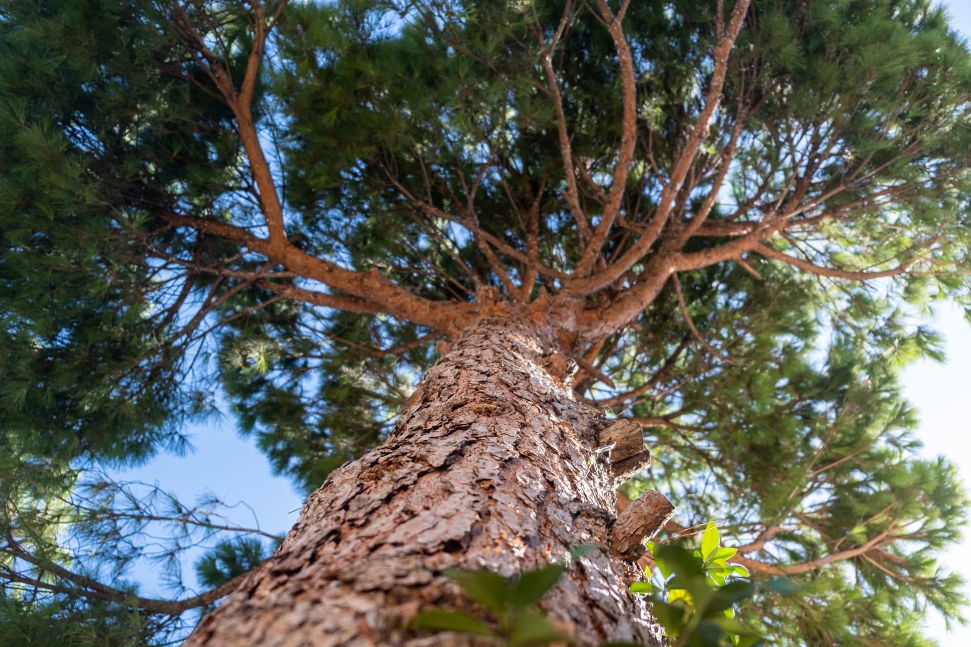 Pine trunk and canopy seen from below