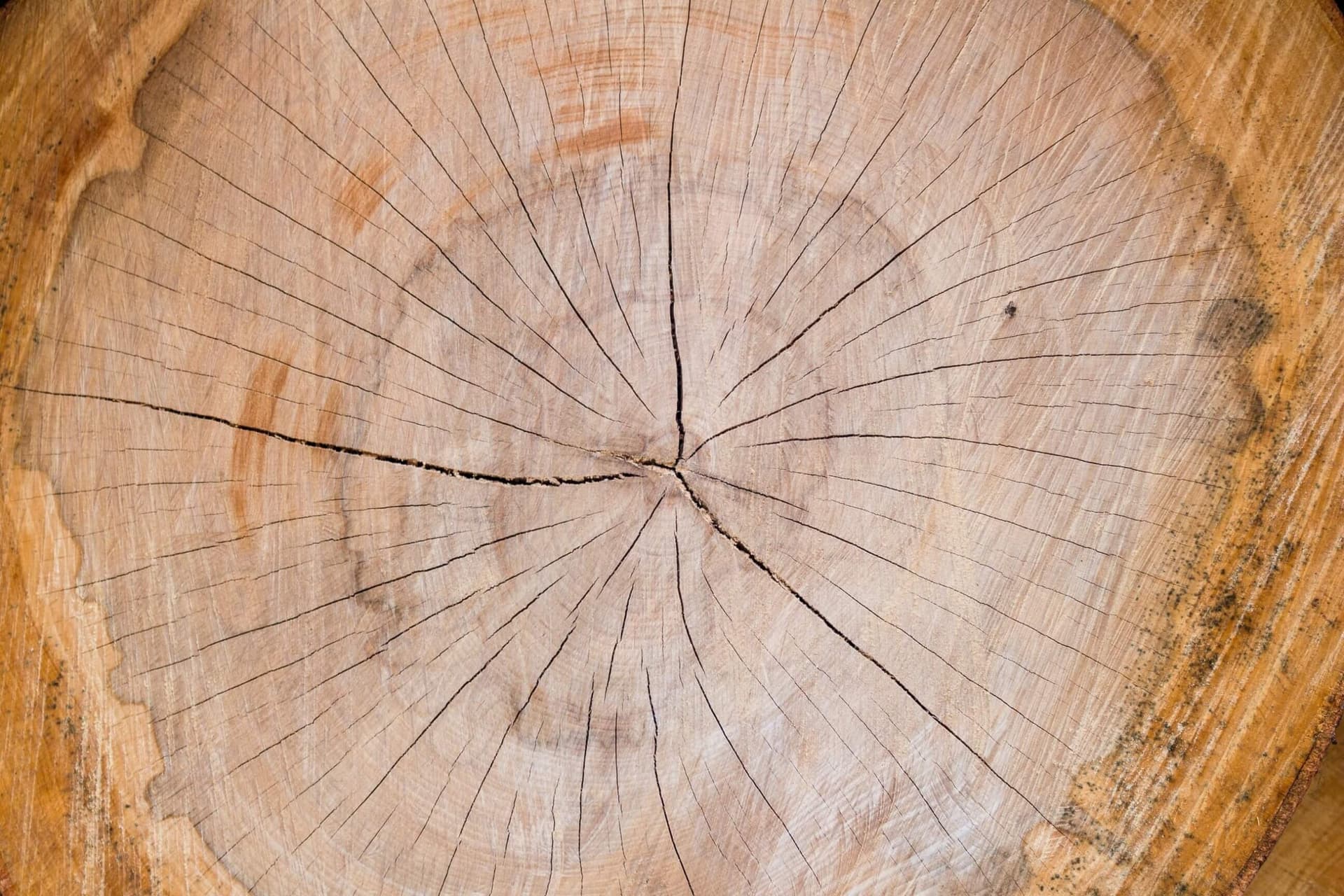 Growth rings and cracks across the cut end of a tree trunk
