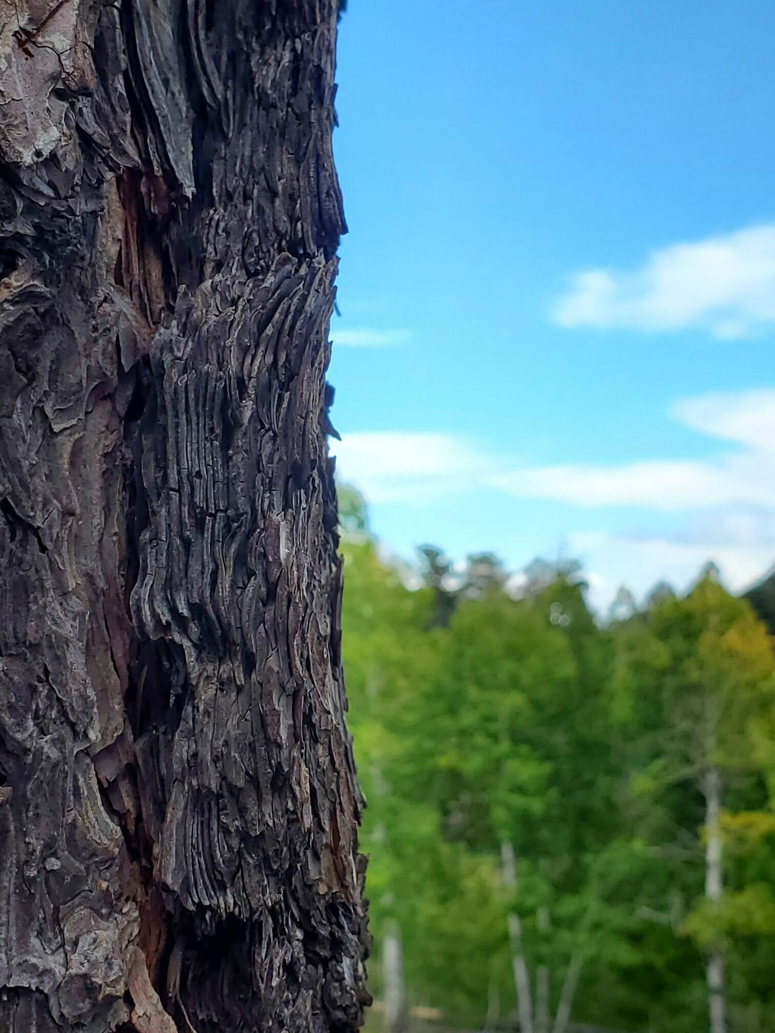 Close view of rough tree bark against a blue sky
