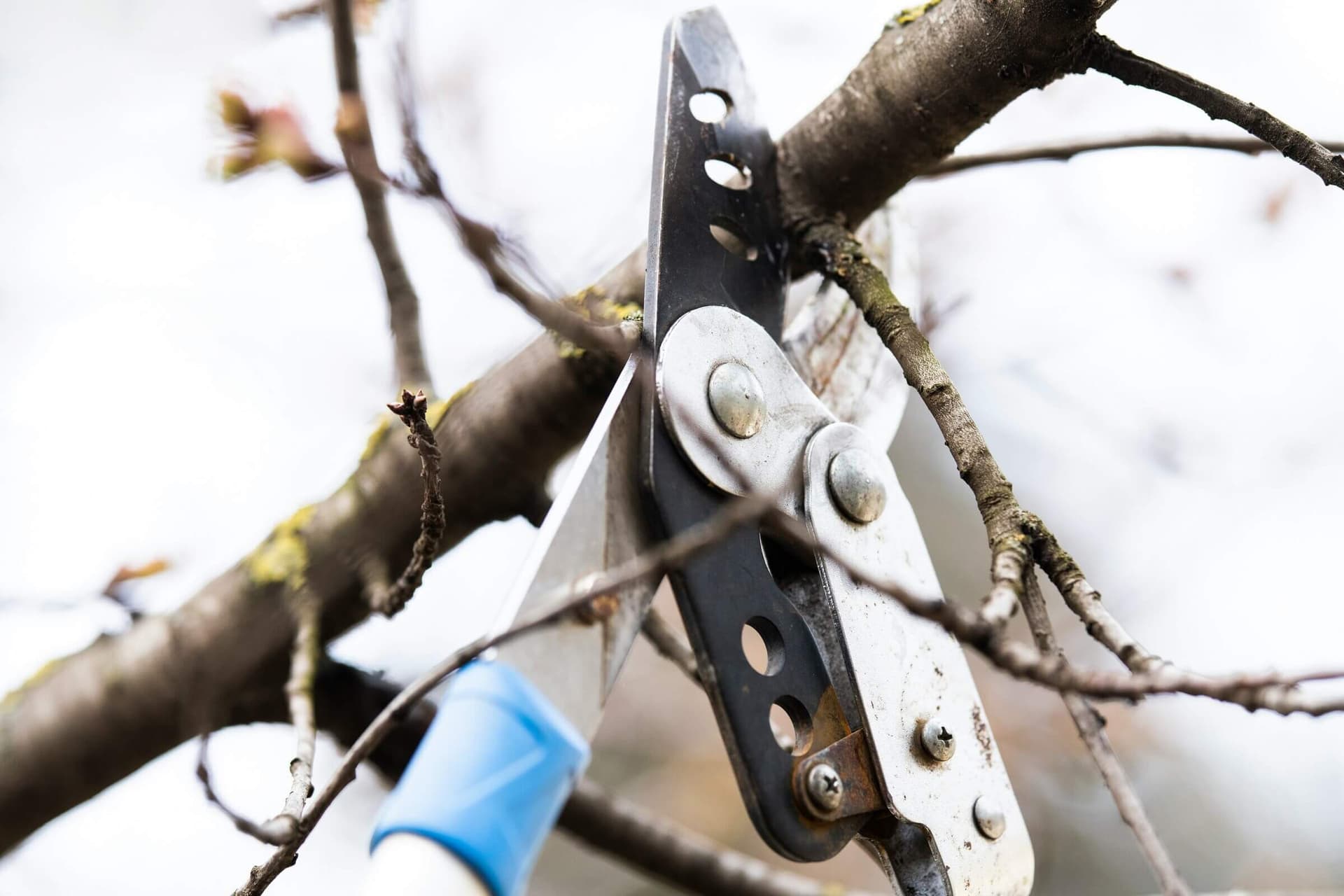 Hand pruners cutting a small leafless tree branch