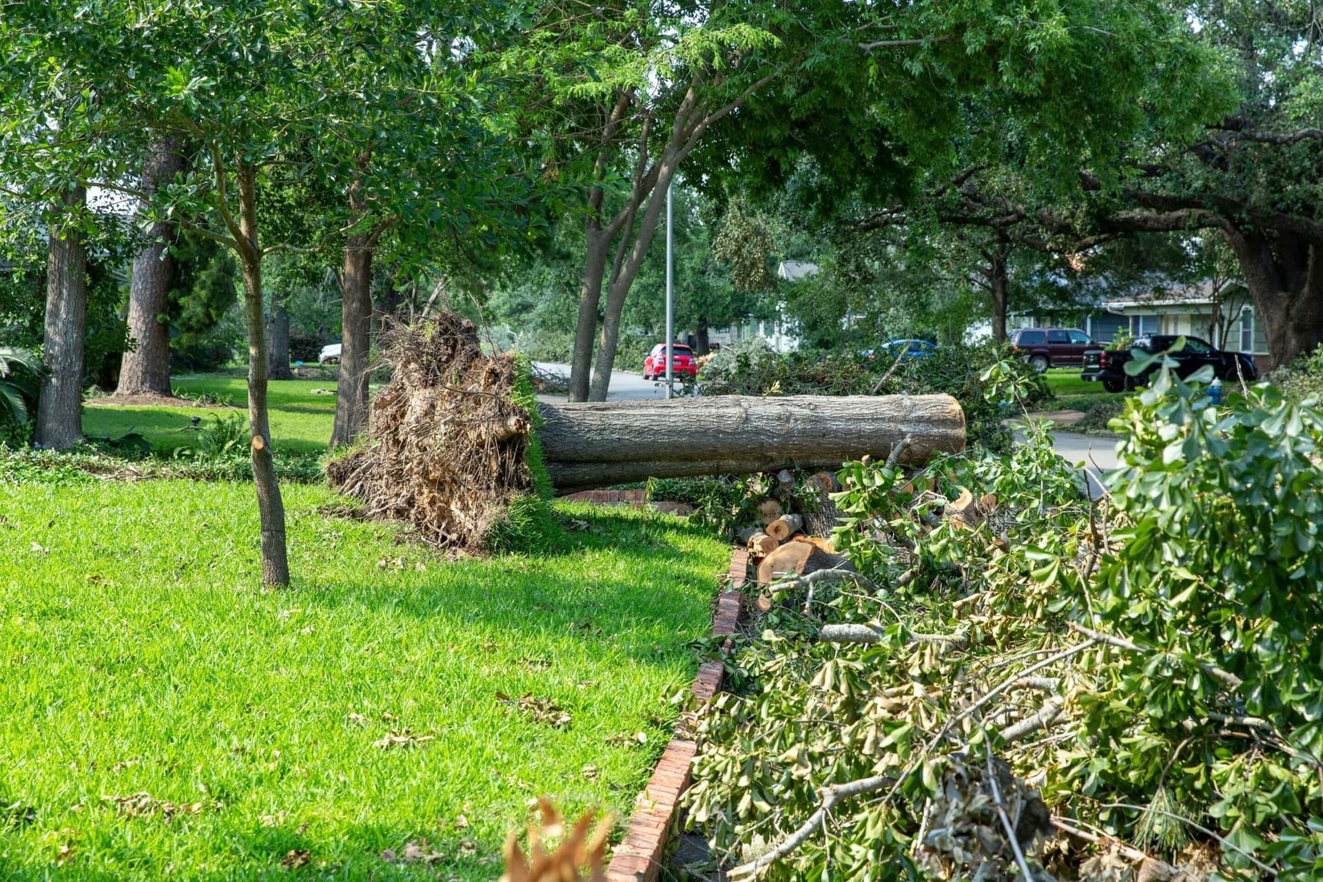 Fallen tree with its root ball exposed in a landscaped yard