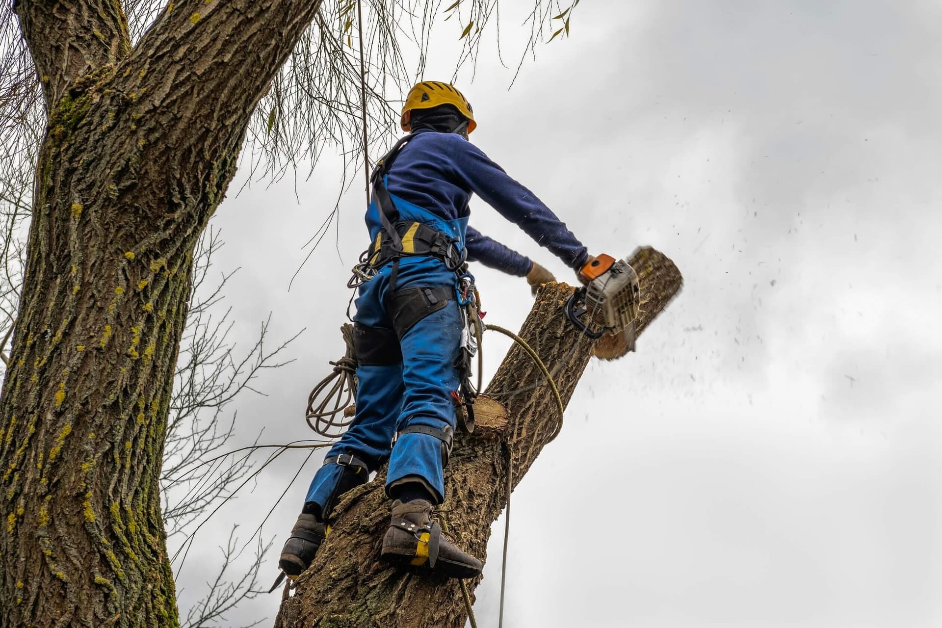 Worker in a climbing harness handling a cut tree section