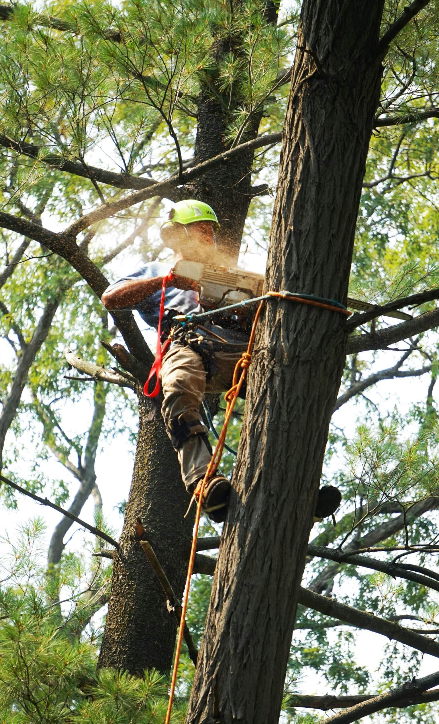 Worker wearing a helmet and climbing harness on a tree trunk