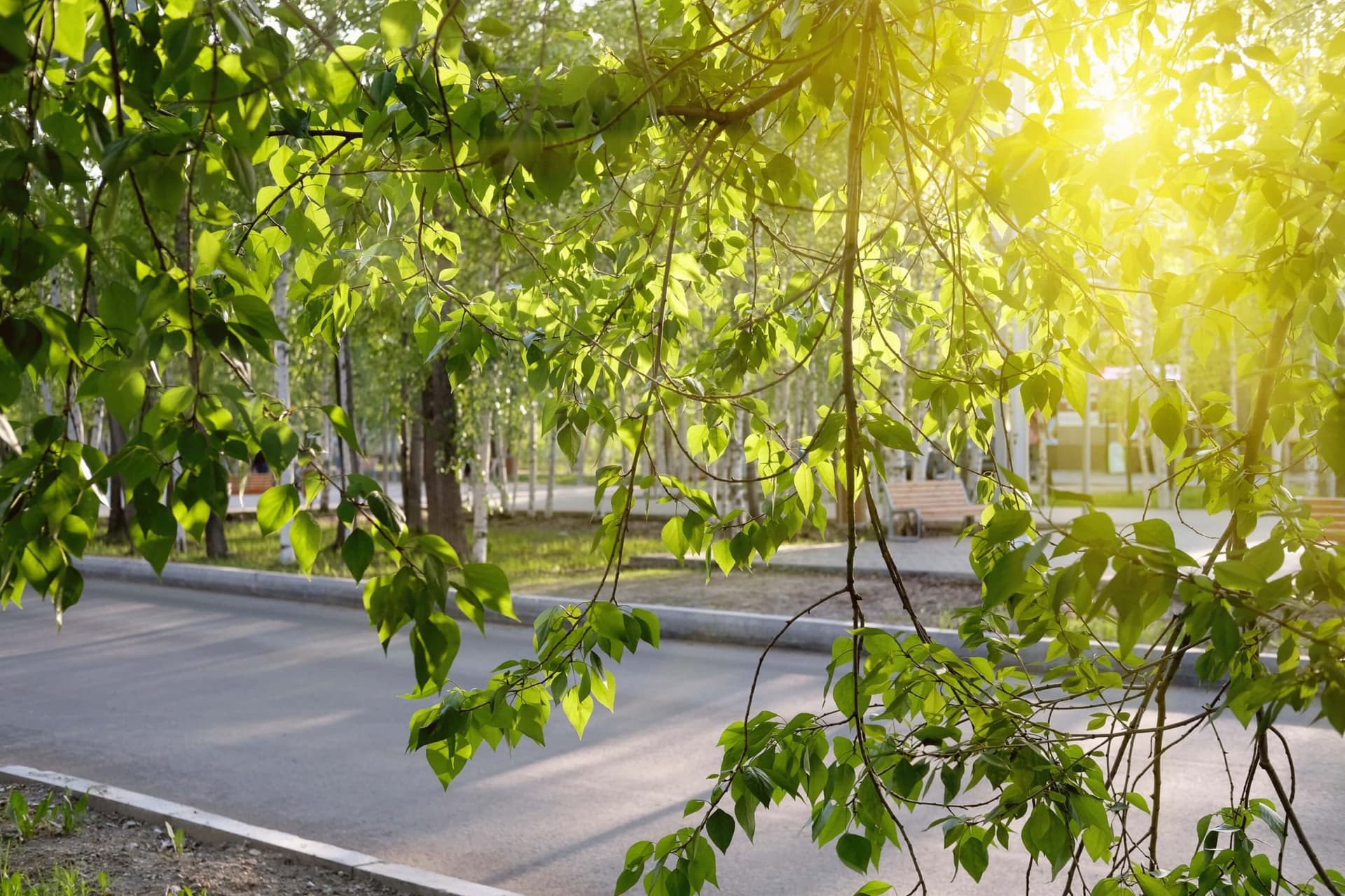 Leafy tree branches shading a street in evening light