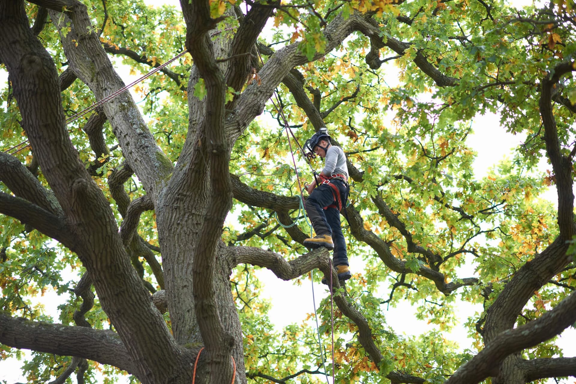 Worker secured by ropes among the branches of a mature tree