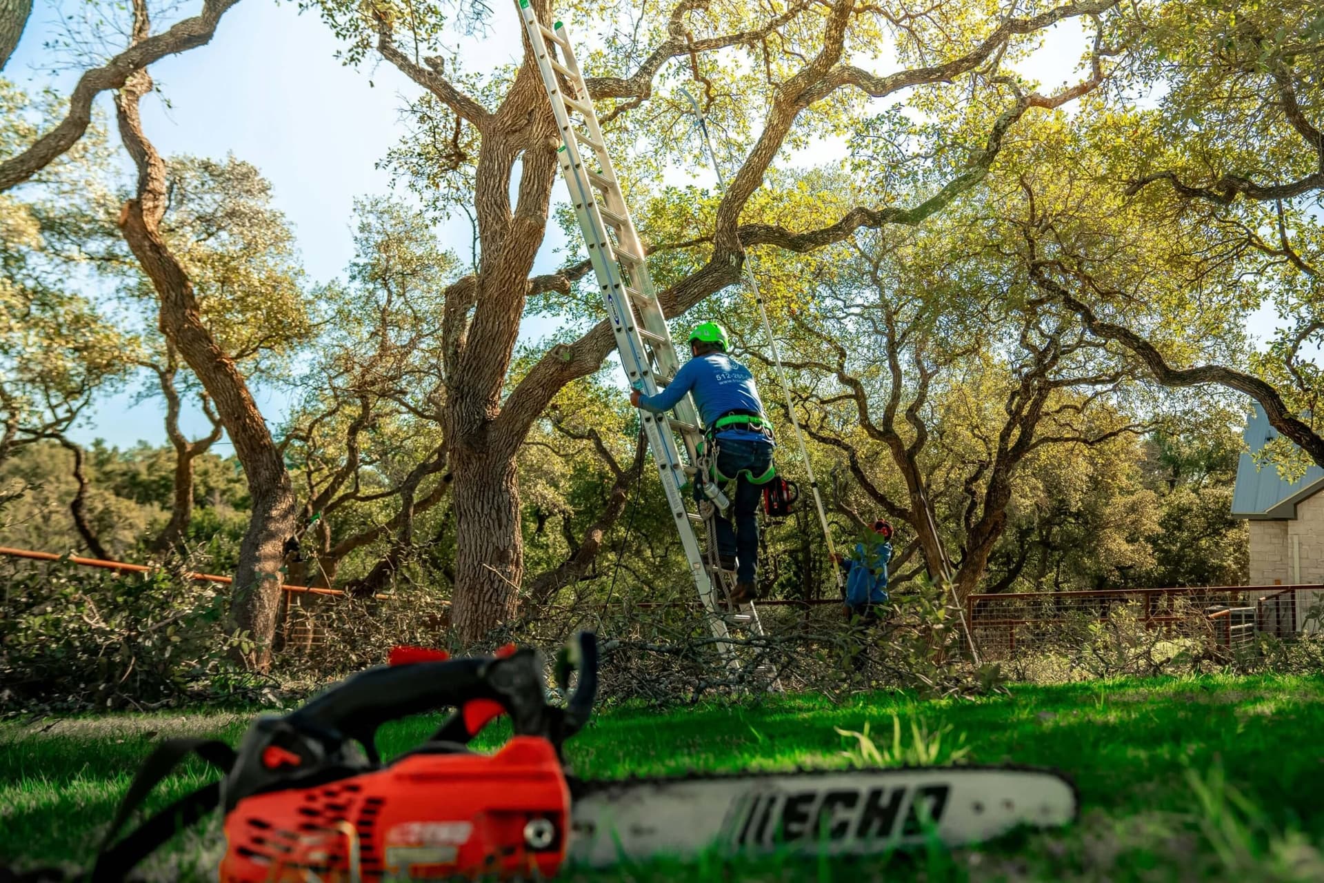 Worker secured by ropes in a tree, with a chainsaw in the foreground