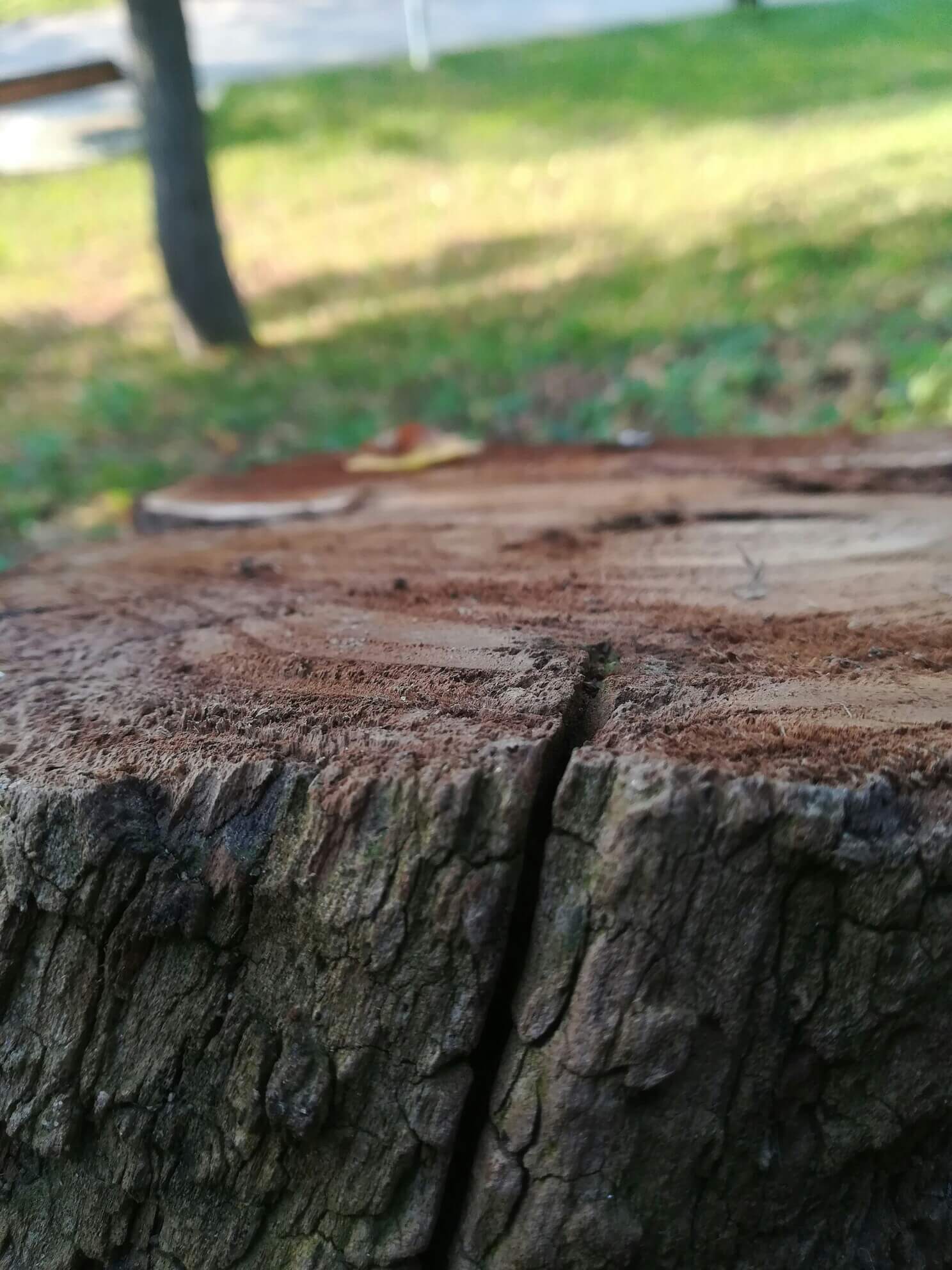 Flat cut surface of a large stump in a grassy yard