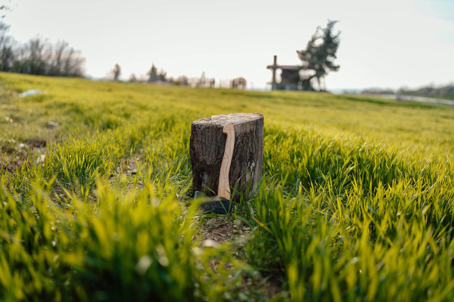 Short tree stump standing in a grassy field