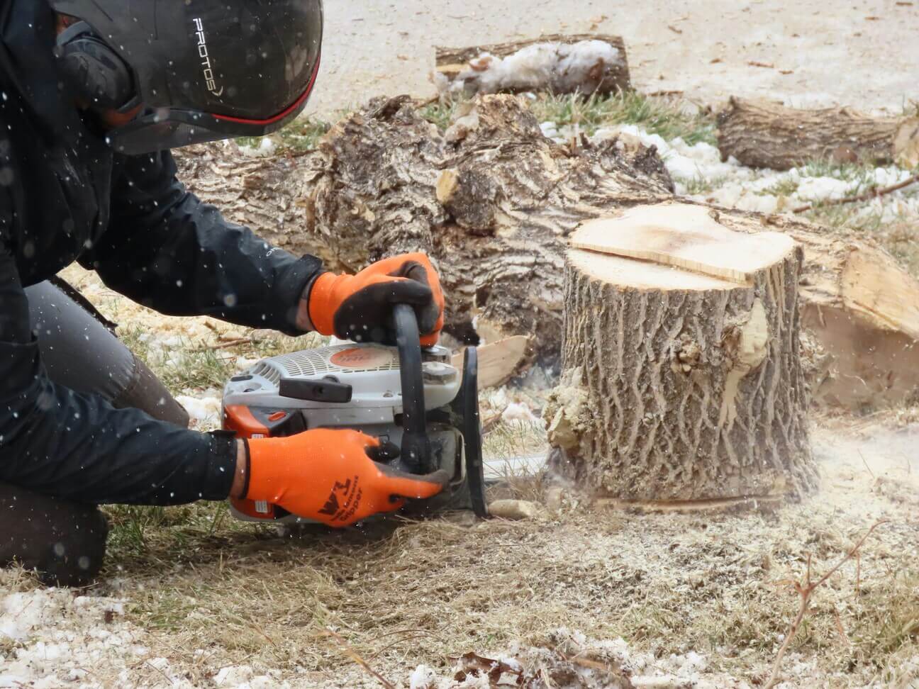 Worker cutting near the base of a stump with a chainsaw