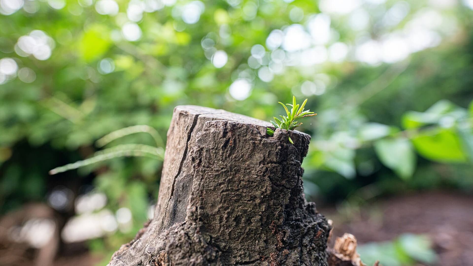 Small cut stump surrounded by green plants