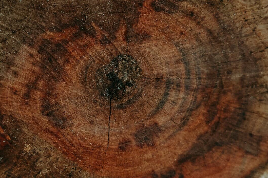 Close view of a cut trunk with dark wood near its center