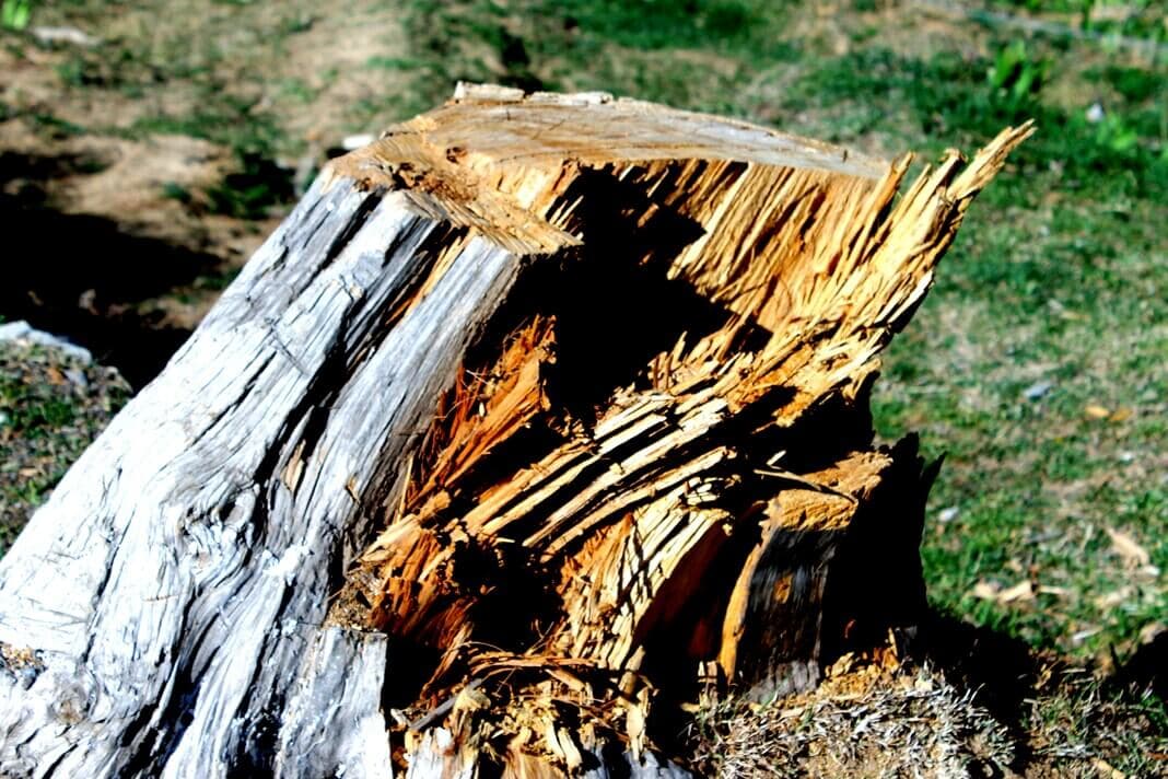 Broken stump with hollow, splintered wood