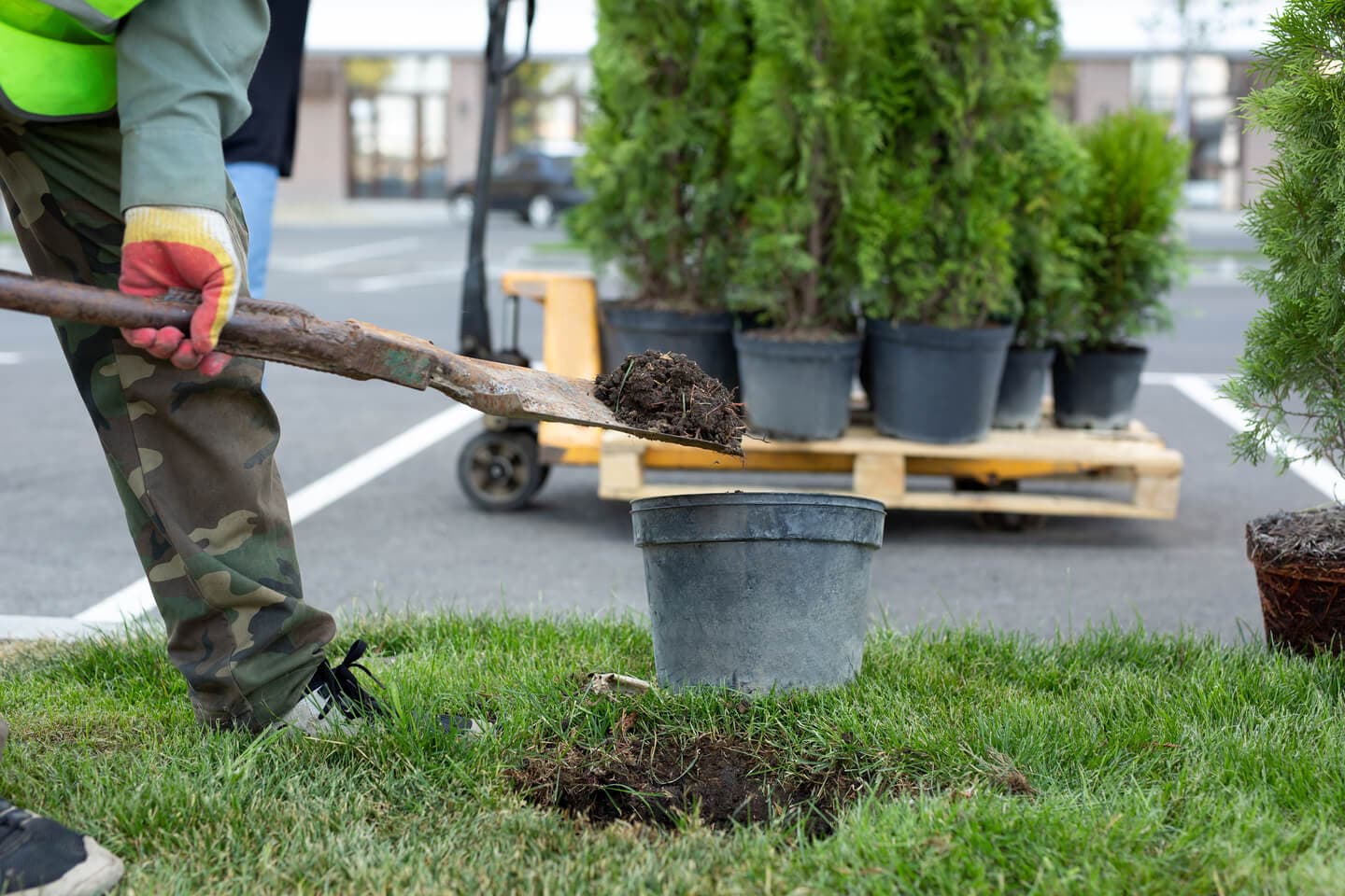 Worker digging with a shovel near potted young trees