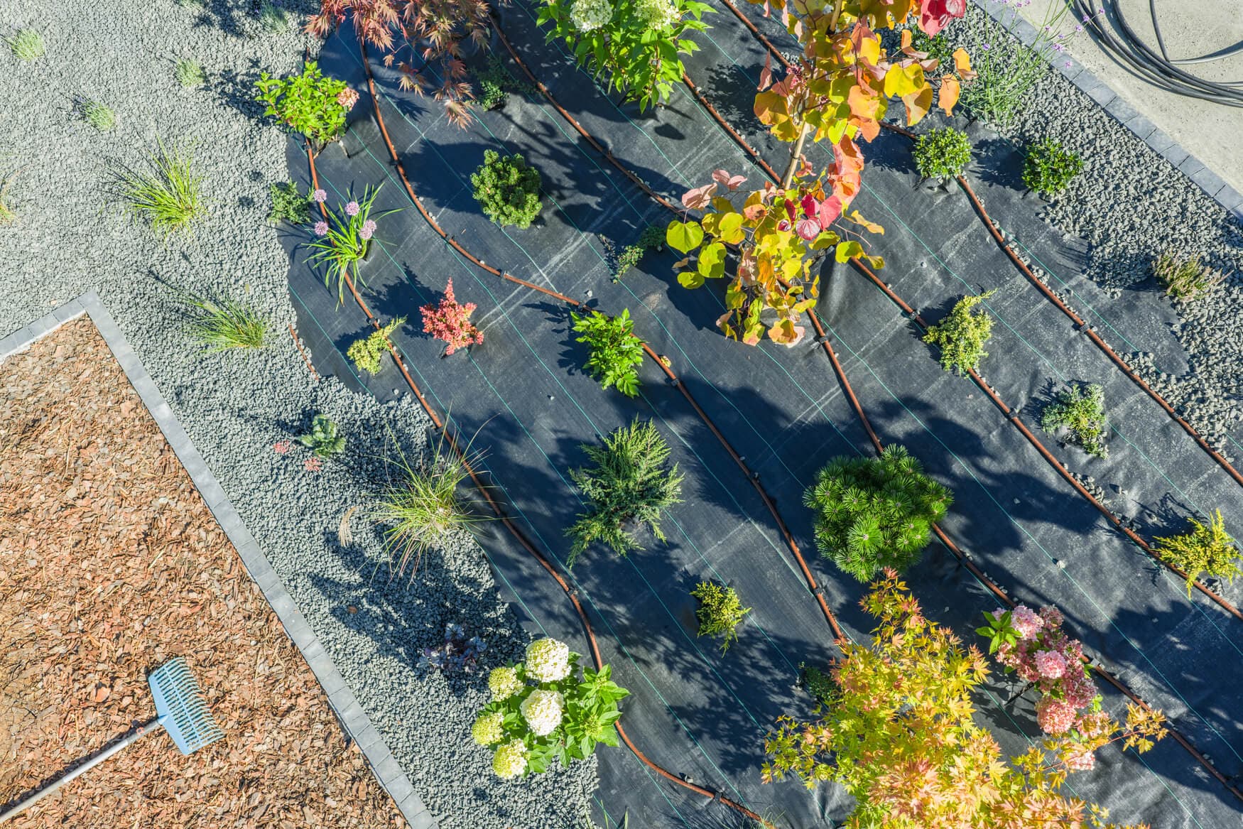 New plants arranged in a garden bed covered with landscape fabric