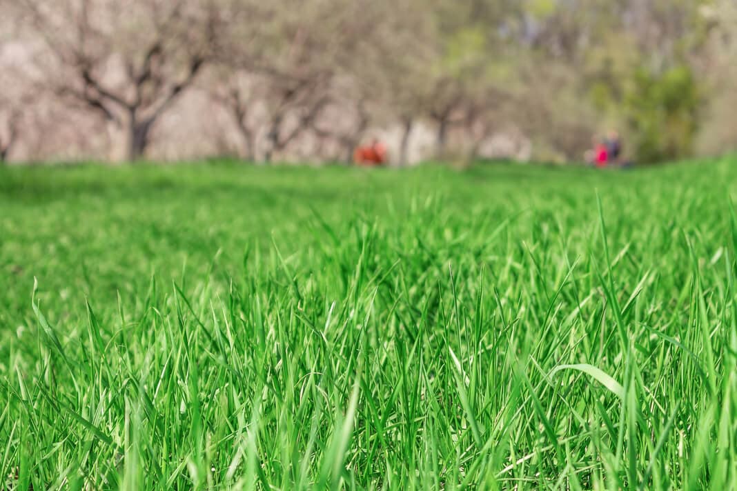 Close view of green lawn grass with flowering plants beyond