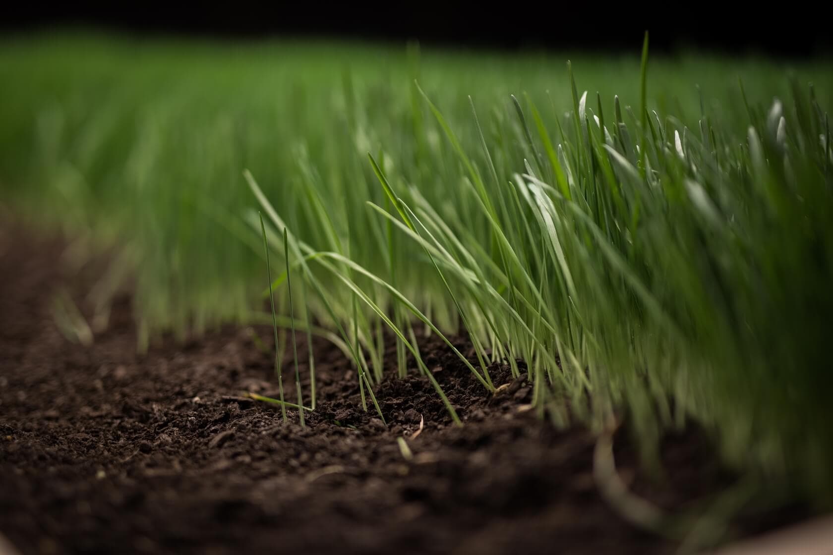 New grass blades emerging from exposed soil