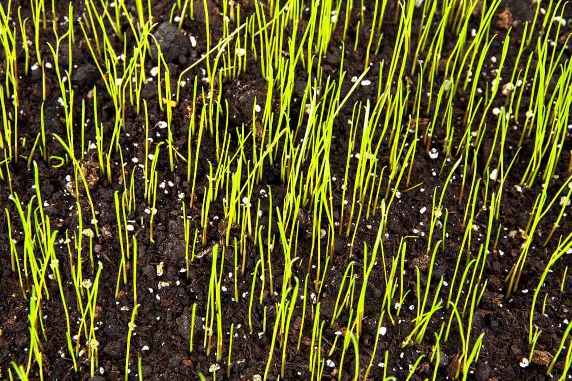 Thin green seedlings emerging from dark soil