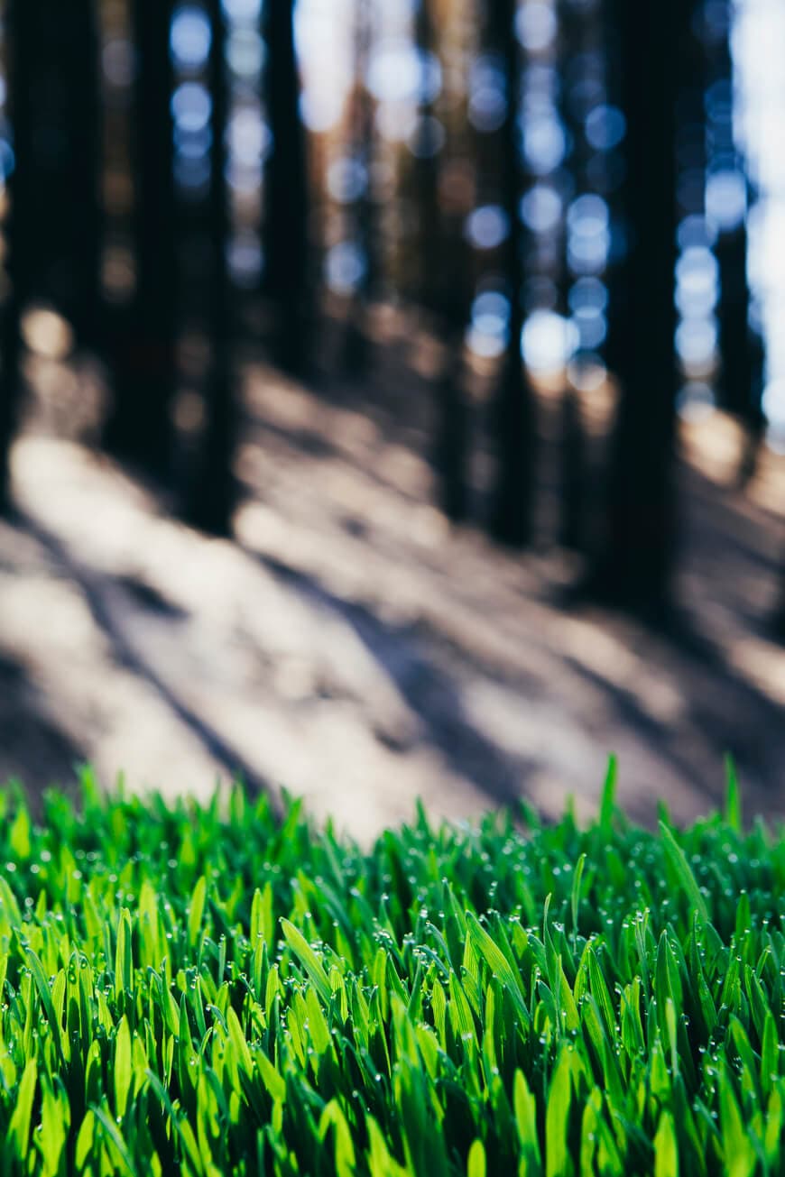 New green grass beside a wooded slope