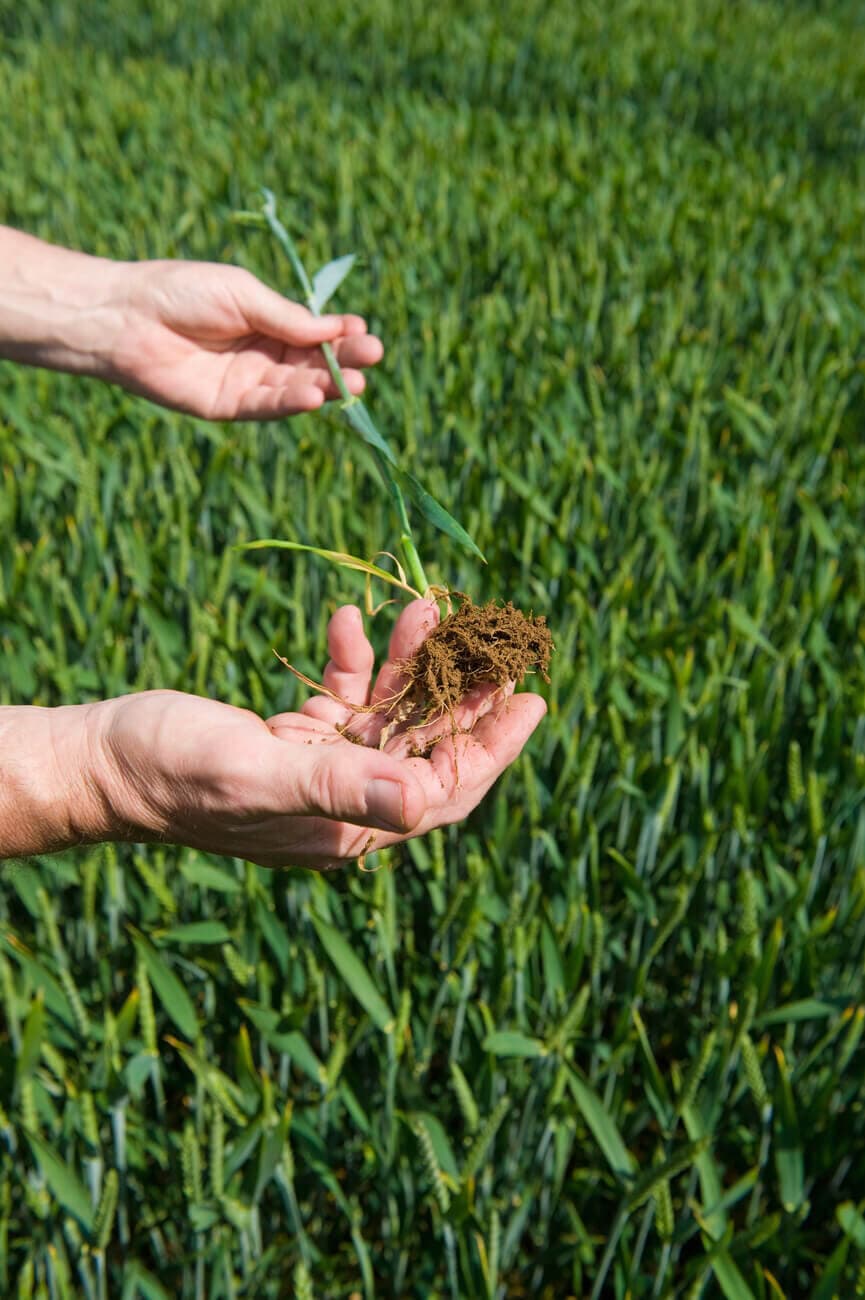 Hands examining a young plant and its roots in a field