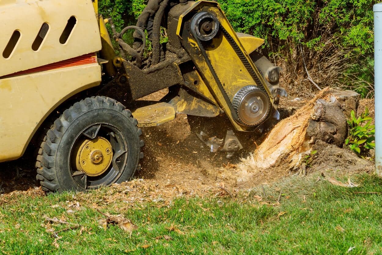 Stump grinder cutting a stump and scattering wood chips