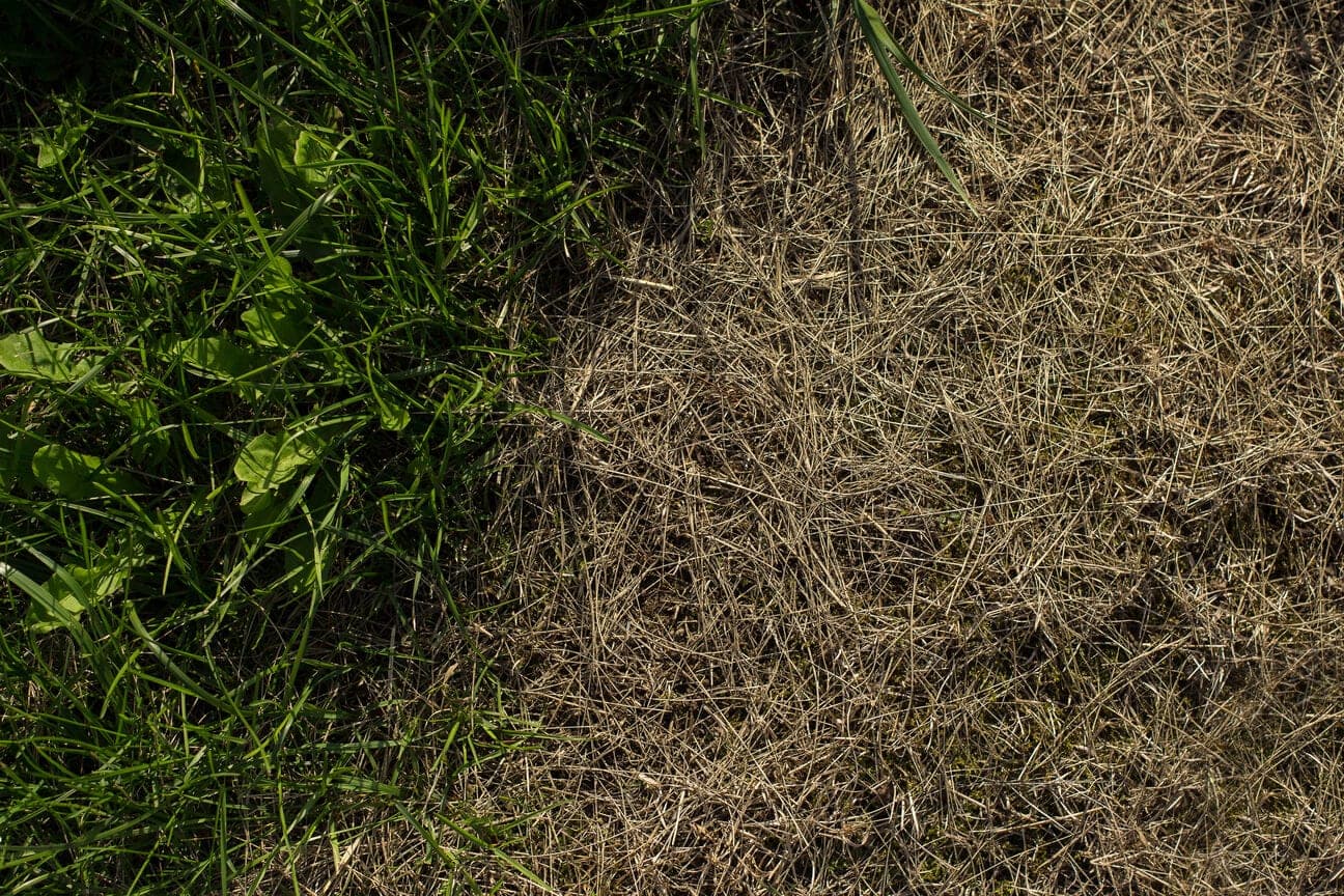 Brown dry grass beside greener lawn growth