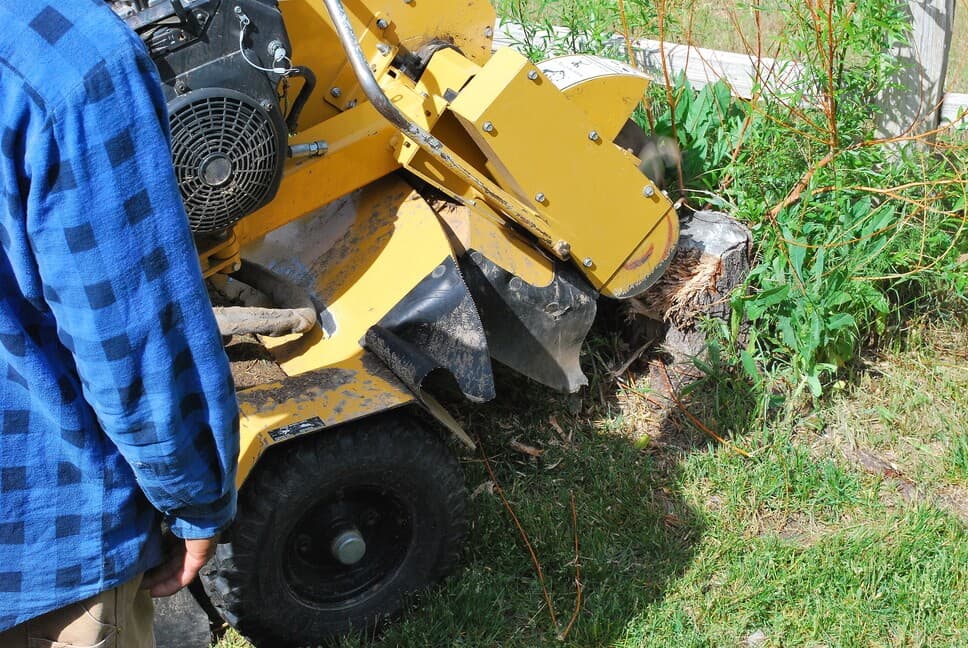 Worker operating a stump grinder beside a tree stump