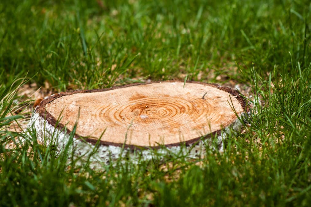 Tree stump cut close to ground level in a green lawn