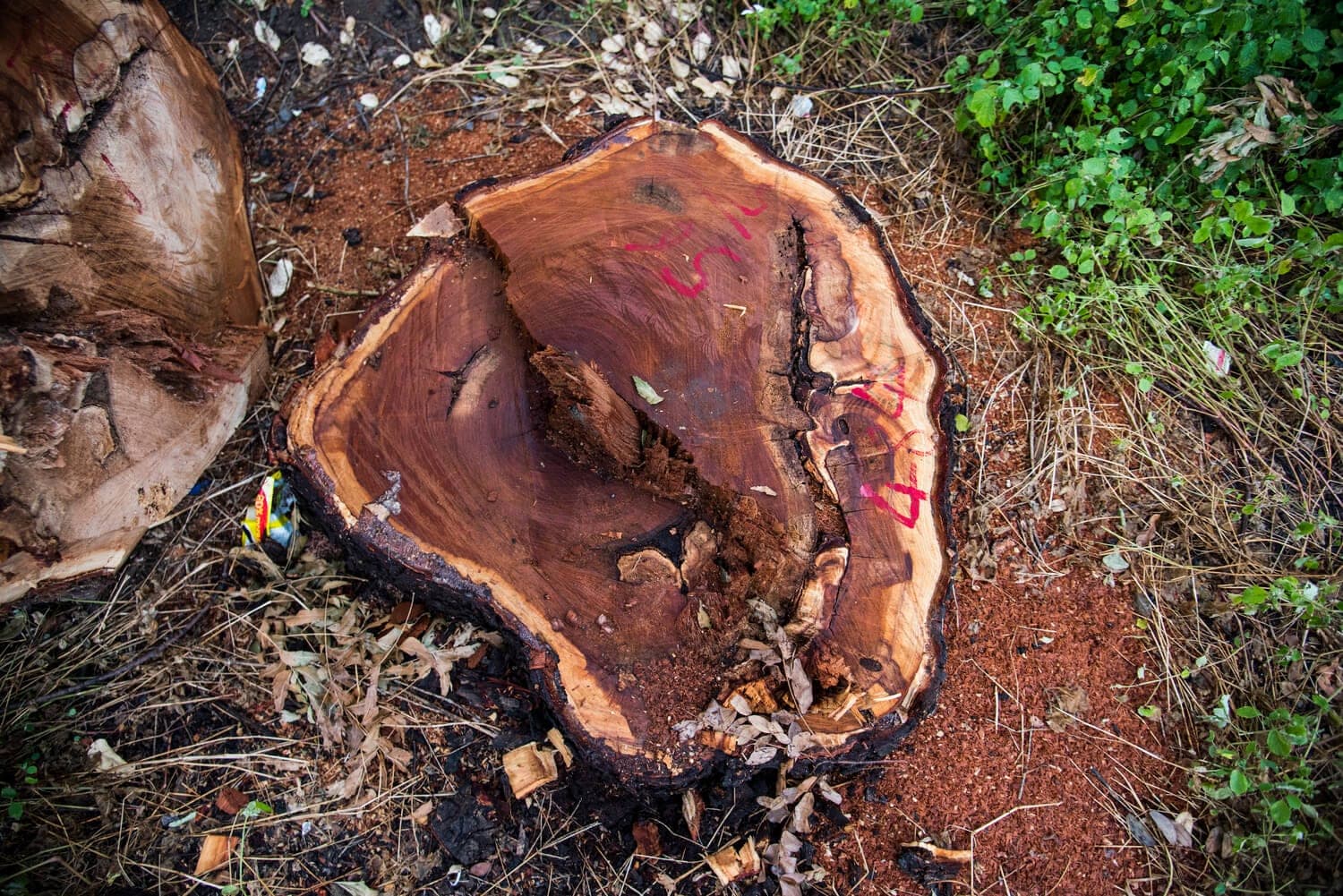 Decaying cut stump with reddish wood exposed
