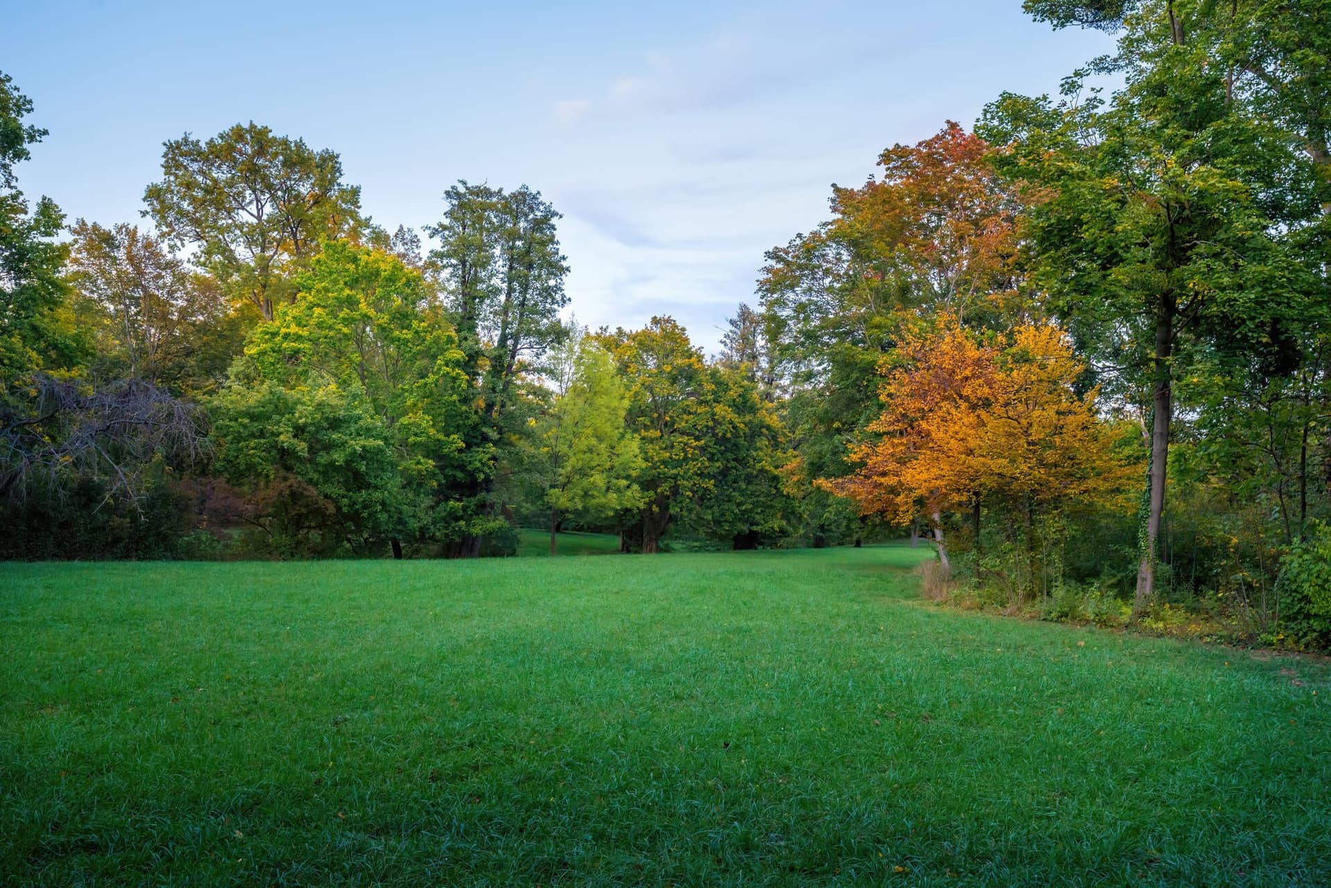 Open lawn bordered by trees with green and autumn-colored leaves