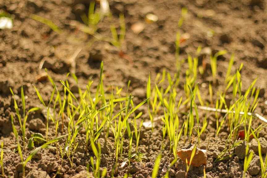 Young green shoots growing in patches of bare soil