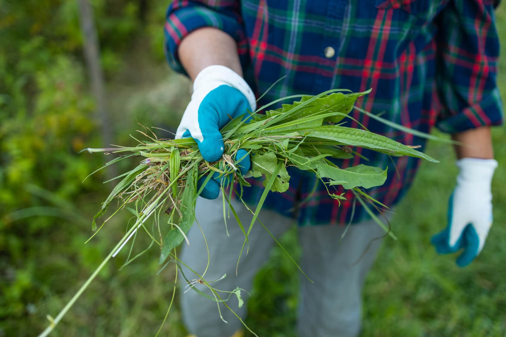 Gloved hand holding uprooted grass and weeds