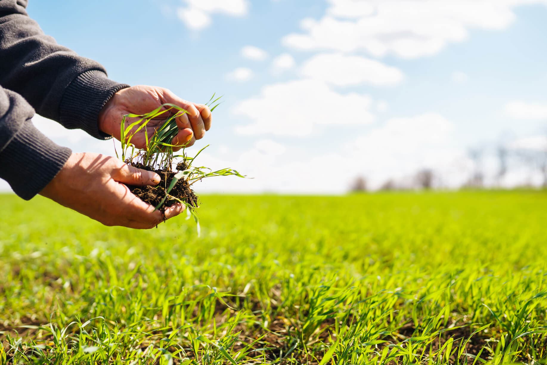Hands holding a clump of young seedlings and soil